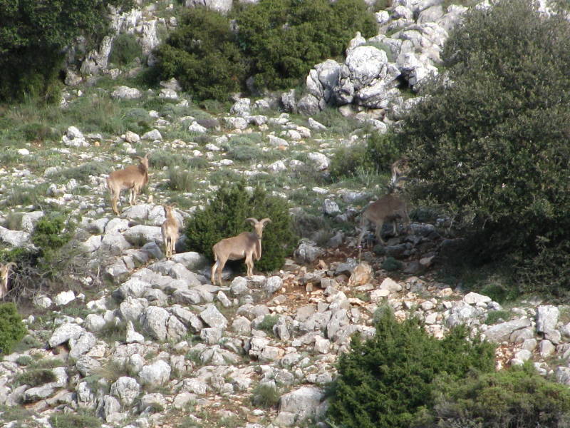 morrones de malvariche 006.jpg